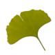 Ginkgoblatt – Logo der Hausärzte am Herrenberg